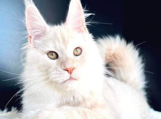 Secereli Mainecoon Erkek (Pet) görsel