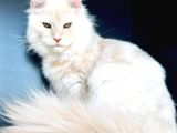 Secereli Mainecoon Erkek (Pet)