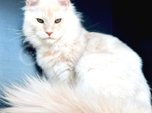 Secereli Mainecoon Erkek (Pet) görsel