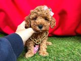 Çi̇kolata Tadinda Toy Poodle Yavrulari