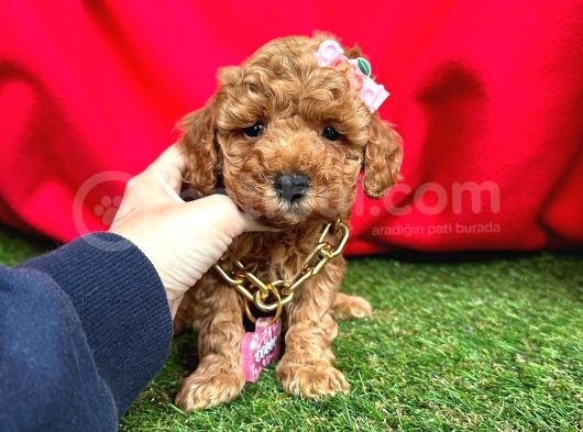 Çi̇kolata Tadinda Toy Poodle Yavrulari görsel