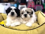 Vonalpet Garantisiyle Mükemmel Kalitede Shih Tzu Yavrularımız