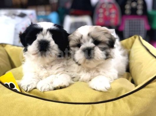 Vonalpet Garantisiyle Mükemmel Kalitede Shih Tzu Yavrularımız