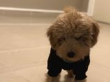 Sütlü Kahve Toy Poodle