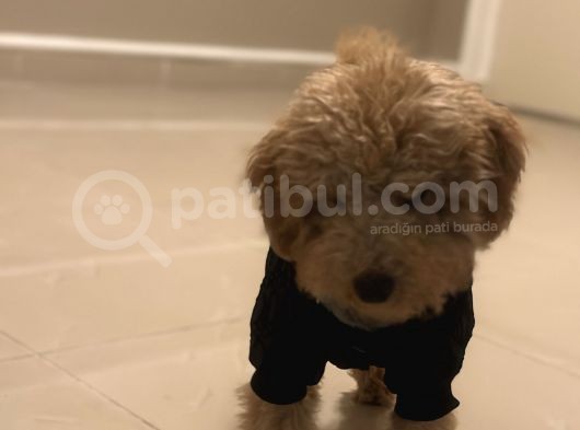 Sütlü Kahve Toy Poodle görsel