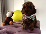 Red Brown Toy Poodle Mükemmel Bebekleri̇mi̇z