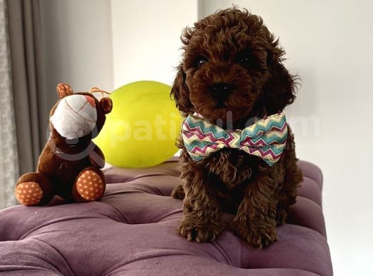 Red Brown Toy Poodle Mükemmel Bebekleri̇mi̇z görsel