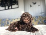 CHOCOLATE DARK BROWN ORJİNAL TOY POODLE
