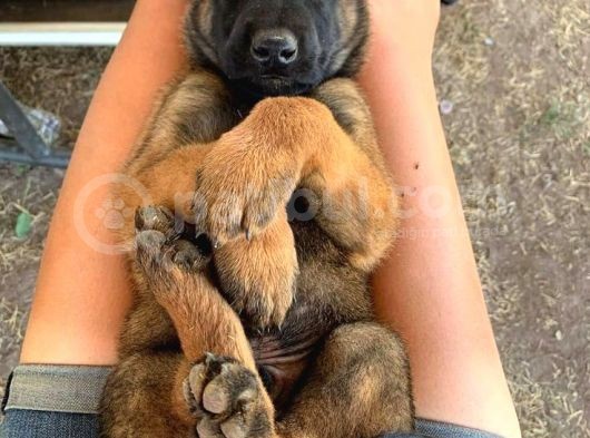 Malinois Belçika Yavrularımız görsel