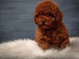 Dünya Tatlisi Red Brown Toy Poodle Yavrularimiz