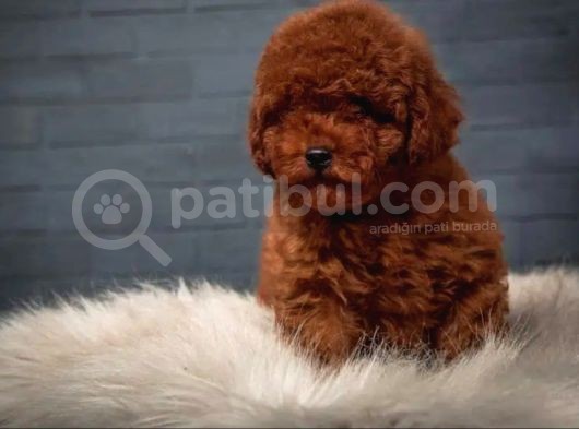 Dünya Tatlisi Red Brown Toy Poodle Yavrularimiz görsel