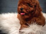 DÜNYA TATLISI RED BROWN TOY POODLE YAVRULARIMIZ