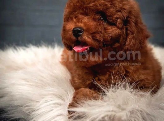 Dünya Tatlisi Red Brown Toy Poodle Yavrularimiz