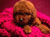 Sevi̇mli̇ Red Brown Toy Poodle Bebekleri̇mi̇z