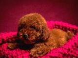 SEVİMLİ RED BROWN TOY POODLE BEBEKLERİMİZ