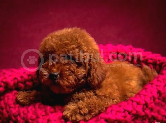 Sevi̇mli̇ Red Brown Toy Poodle Bebekleri̇mi̇z
