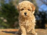 Çi̇ftli̇ği̇mi̇zden Aşili Toy Poodle Bebekler