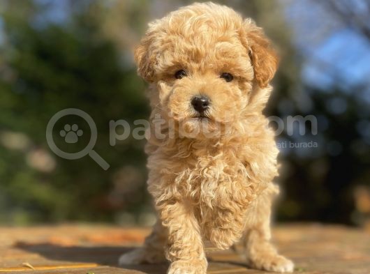 Çi̇ftli̇ği̇mi̇zden Aşili Toy Poodle Bebekler görsel