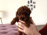RED BROWN TOY POODLE MÜKEMMEL BEBEKLERİMİZ