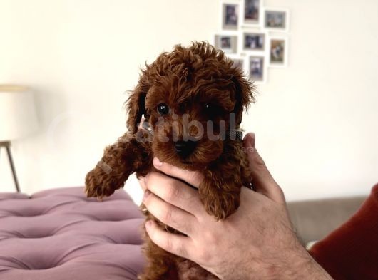 Red Brown Toy Poodle Mükemmel Bebekleri̇mi̇z