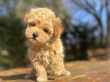 Çi̇ftli̇ği̇mi̇zden Aşili Toy Poodle Bebekler