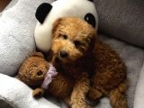 Sütlü Kahve Toy Poodle