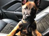 Malinois Belçika Yavrularımız