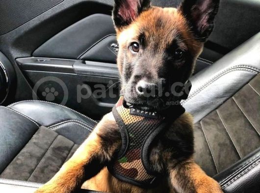 Malinois Belçika Yavrularımız görsel