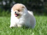 Xxs Teddy Bear Pomerani̇an Yavrularimiz
