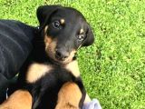 Doberman Safkan Irk Di̇şi̇ Erkek