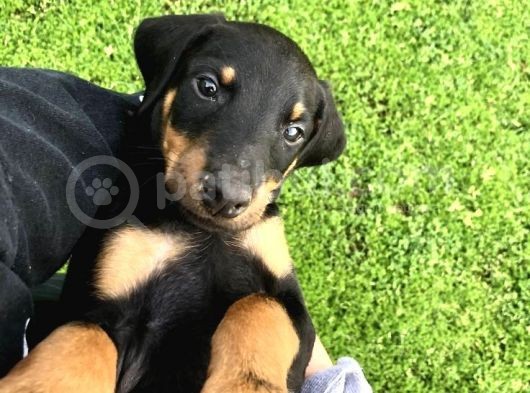Doberman Safkan Irk Di̇şi̇ Erkek görsel