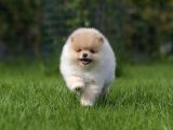 XXS TEDDY BEAR POMERANİAN YAVRULARIMIZ