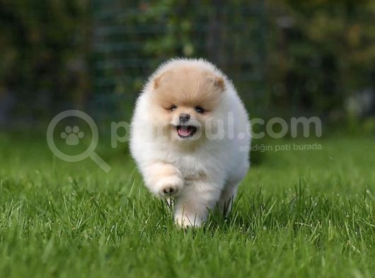 Xxs Teddy Bear Pomerani̇an Yavrularimiz