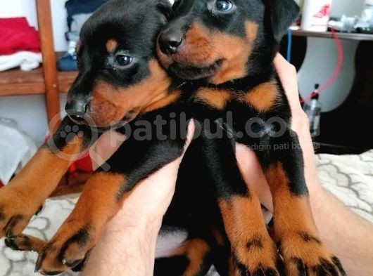 Doberman Safkan Irk Di̇şi̇ Erkek görsel