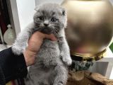 Scottish Fold Yavru