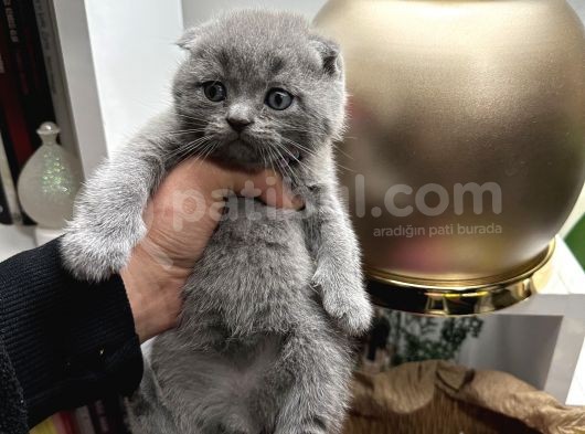 Scottish Fold Yavru