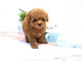 EN İYİ GÖRSEL RED TOY POODLE YAVRULAR
