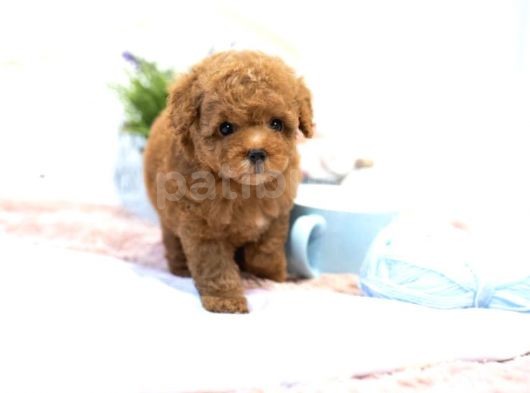 En İyi̇ Görsel Red Toy Poodle Yavrular