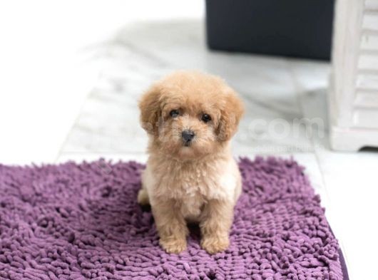 Apri̇cot Toy Poodle Yavrular görsel
