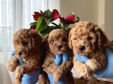 Red Toy Poodle Yavrularımız