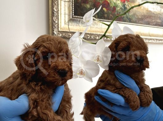 Red Toy Poodle Yavrularımız görsel