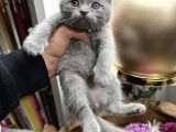 Scottish Fold Yavru