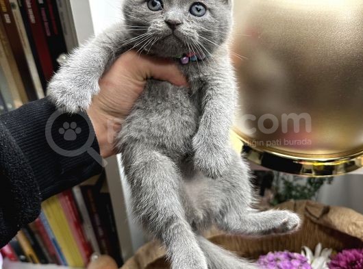 Scottish Fold Yavru görsel