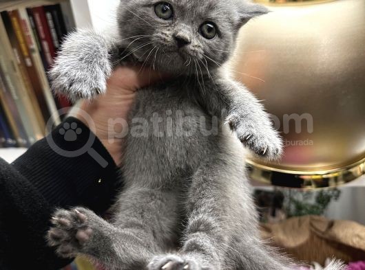 British Shorthair Dişi-Erkek görsel