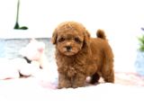 En İyi̇ Görsel Red Toy Poodle Yavrular