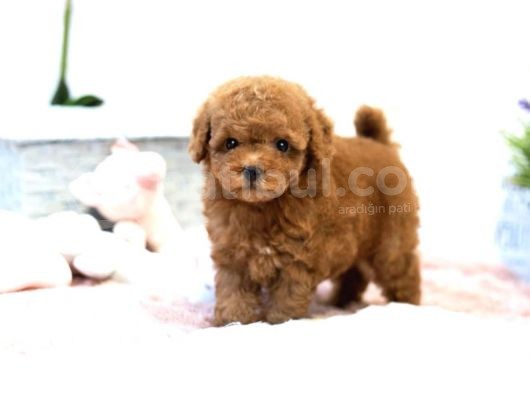 En İyi̇ Görsel Red Toy Poodle Yavrular görsel
