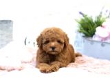 En İyi̇ Görsel Red Toy Poodle Yavrular