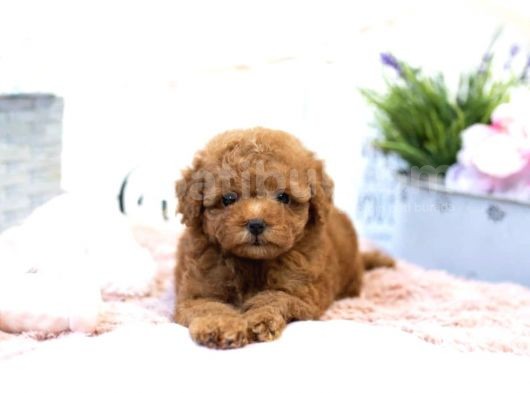 En İyi̇ Görsel Red Toy Poodle Yavrular görsel