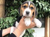 Irk Garantili Efsane Beagle Yavrularımız