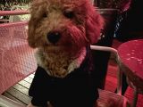 Sütlü kahve toy poodle